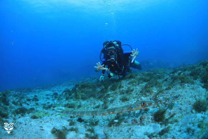 Expedicion por el Fascinante Mundo Submarino de Buzios