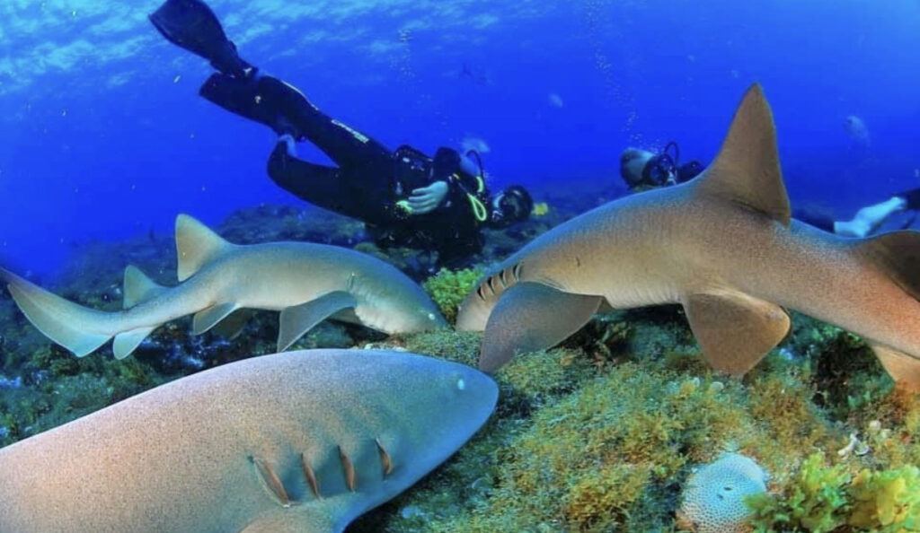 Noronha Buceo opción 2