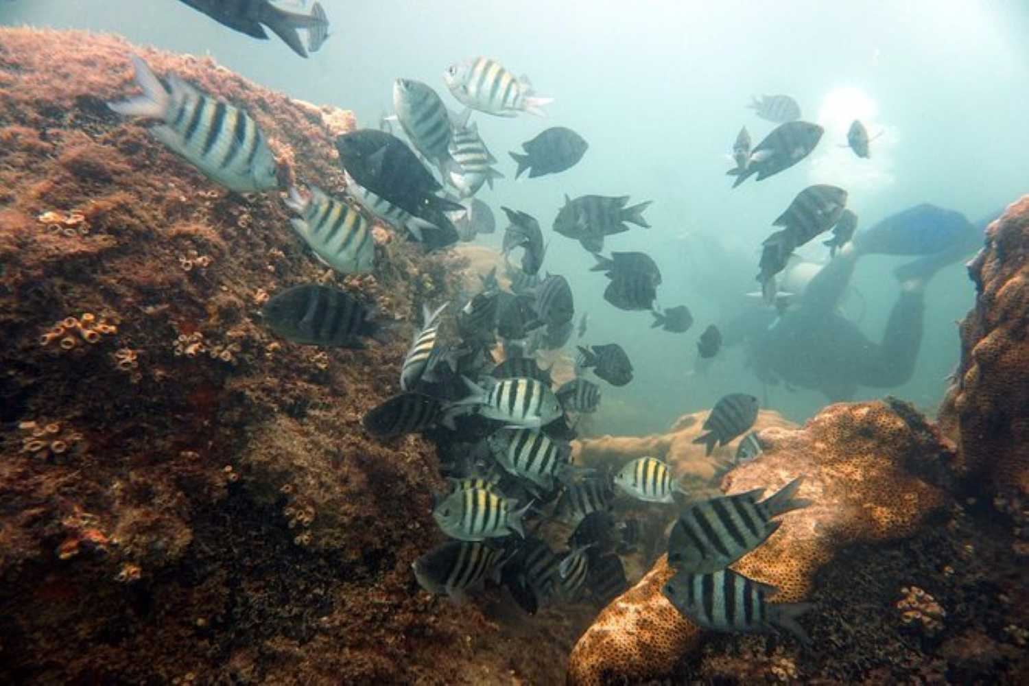 Primer buceo (Bautismo)  Ilha Grande