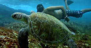 Noronha Buceo opción 2